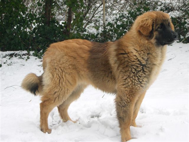 Violette sous la neige  six mois